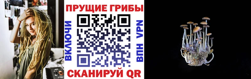 цена наркотик Сланцы Псилоцибиновые грибы Cubensis